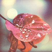 网站攻击软件工具